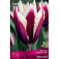 Тюльпан Шансонет (лилиецветный)