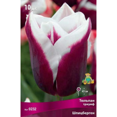 Тюльпан Шпицберген (Триумф)