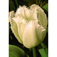 Тюльпан Сигначер