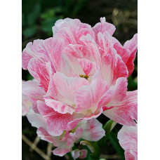 Тюльпан Силк Роуд 