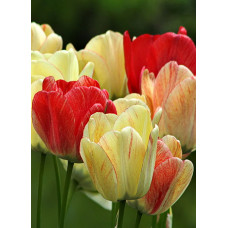 Тюльпан Сильверстрим 