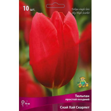 Тюльпан Скай Хай Скарлет (простой поздний)
