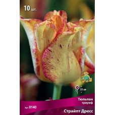 Тюльпан Страйпт Дресс (Триумф)