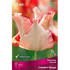 Тюльпан Страйпт Краун (Триумф)