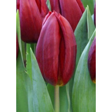 Тюльпан Стронг Лав (Триумф)