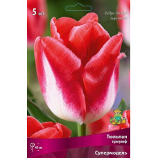 Тюльпан Супермодель