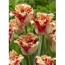 Тюльпан Боллрум