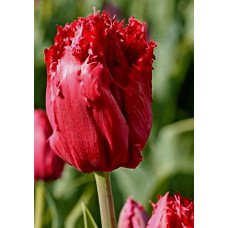 Тюльпан Мазда