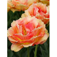 Тюльпан Вайя Кон Диос