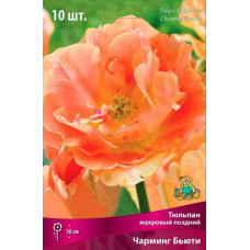 Тюльпан Чарминг Бьюти (махровый поздний)