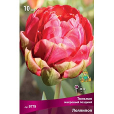 Тюльпан Лоллипоп (махровый поздний)