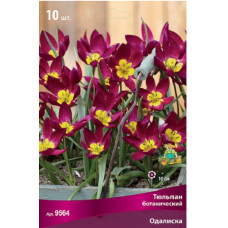 Тюльпан Одалиска (ботанический)