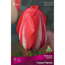 Тюльпан Спринг Брейк (триумф)
