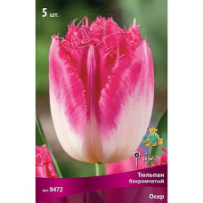Тюльпан Осер (бахромчатый)
