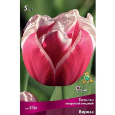 Тюльпан Вироза (махровый поздний)