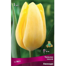 Тюльпан Авокадо (триумф)