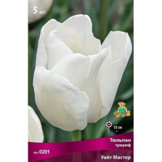 Тюльпан Уайт Мастер (Триумф)