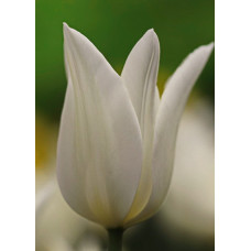 Тюльпан Уайт Триумфатор
