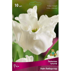 Тюльпан Уайт Либерстар (Триумф)