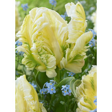 Тюльпан Уинтер Пэррот 