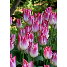 Тюльпан Уисперинг Дрим 