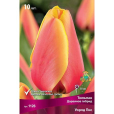 Тюльпан Уорлд Пис (Дарвинов гибрид)