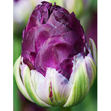 Тюльпан Вау 