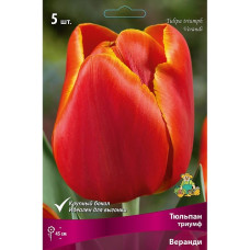 Тюльпан Веранди (триумф)