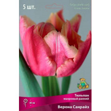 Тюльпан Верона Санрайз (махровый ранний)