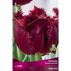 Тюльпан Версаче (бахромчатый)