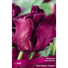 Тюльпан Викториас Сикрет (попугайный)