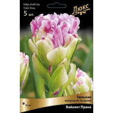 Тюльпан Вайолет Прана (махровый поздний)
