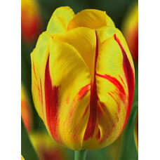 Тюльпан Вашингтон