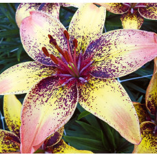 Лилия Трайбал Данс (азиатская)