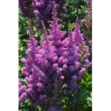 Астильба  Блэк Перлз (китайская)