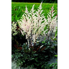 Астильба Арендса Бумальда