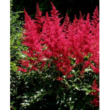 Астильба Арендса Бургунди Ред 