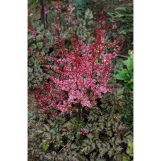 Астильба Арендса Делфт Лейс 