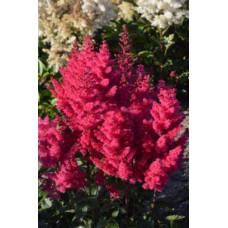 Астильба Санни Дей (гибридная)