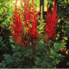 Астильба Арендса Глют 