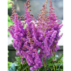 Астильба  Блэк энд Блу (китайская)