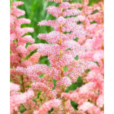 Астильба  Глиттер энд Гламур (китайская)