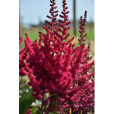 Астильба Кардинал (китайская) 