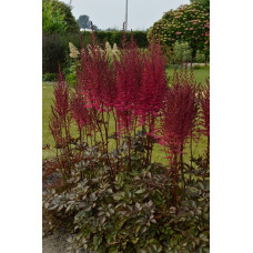 Астильба Майти Чоколат Черри (китайская)