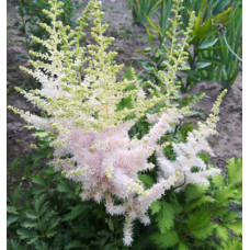 Астильба Милк энд Хани (китайская) 