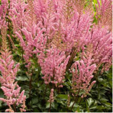 Астильба Спотлайт (китайская) 