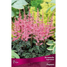 Астильба курчавая Перкео 
