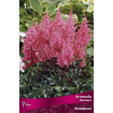 Астильба  Лоллипоп (Арендса)