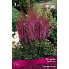 Астильба китайская Пурпуркерце 