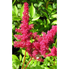 Астильба Арендса Радиус  